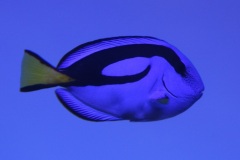 054