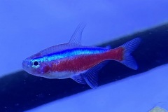IMG_E1762
