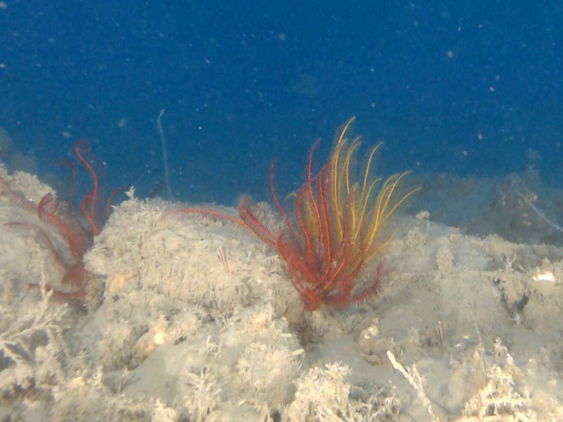 水中ドローン｜ドローン｜ROV｜水中ドローン映像｜富山湾｜海底｜深海｜深海映像｜海中映像｜海洋調査｜深海魚｜深海生物｜YouTube｜映像撮影｜映像制作｜動画制作｜トヤマベイラボ｜ユウアクアライフ｜