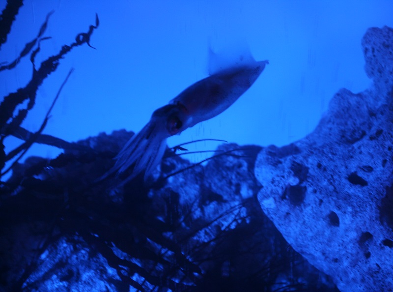 ホタルイカ ほたるいかミュージアム 様 富山アクアリウム 水槽 水中ドローン調査撮影 ユウ アクアライフ
