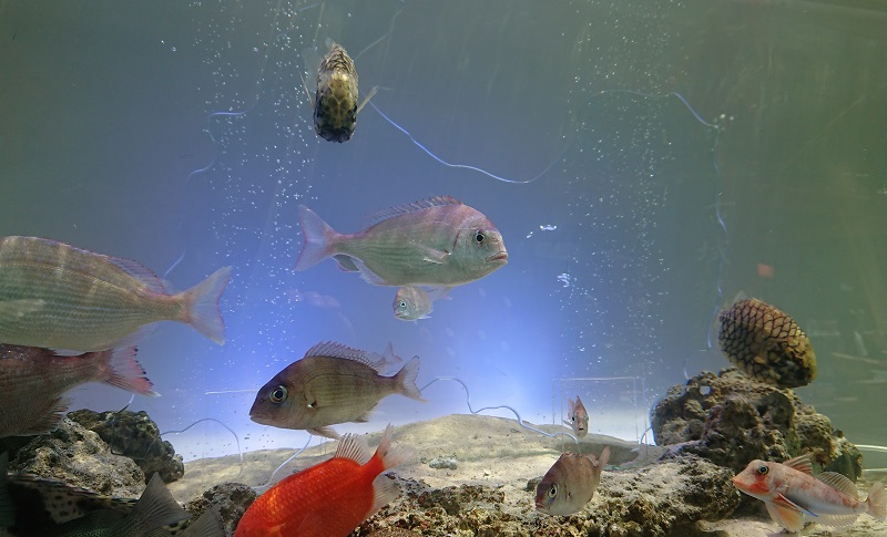 アクリウム｜イベント｜富山｜石川｜熱帯魚｜海水魚｜水槽｜深海魚｜レンタルアクアリウム｜レンタル水槽｜水槽メンテナンス｜絆フェス｜グランドプラザ｜ユウアクアライフ｜スタイルラボ