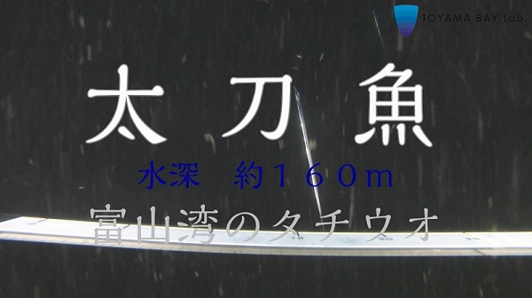 【富山湾のタチウオ】水深１６０ｍを立って泳ぐx-YouTube