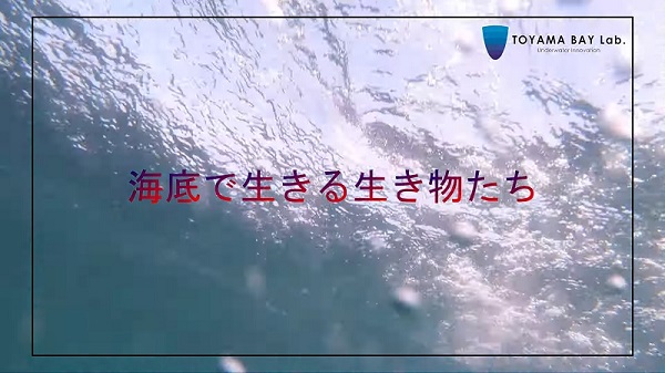 【富山湾で生きる生き物たち】× YouTube