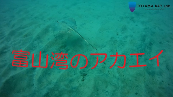 【富山湾に住む魚達】アカエイ× YouTube