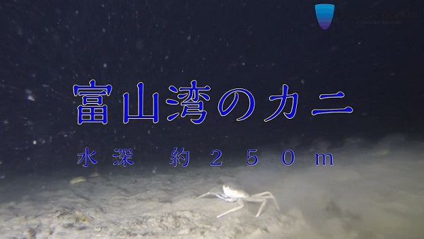 【富山湾の深海を駆け回るカニ】x-YouTube