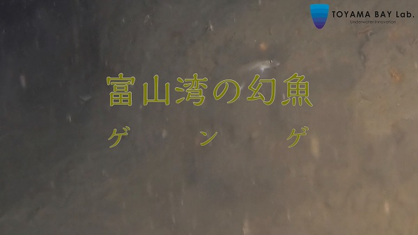 【富山湾のゲンゲ】深海２３６ｍ、水中ドローンで撮影x-YouTube
