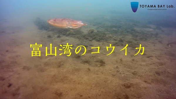 【富山湾に住む魚達】コウイカのペア× YouTube