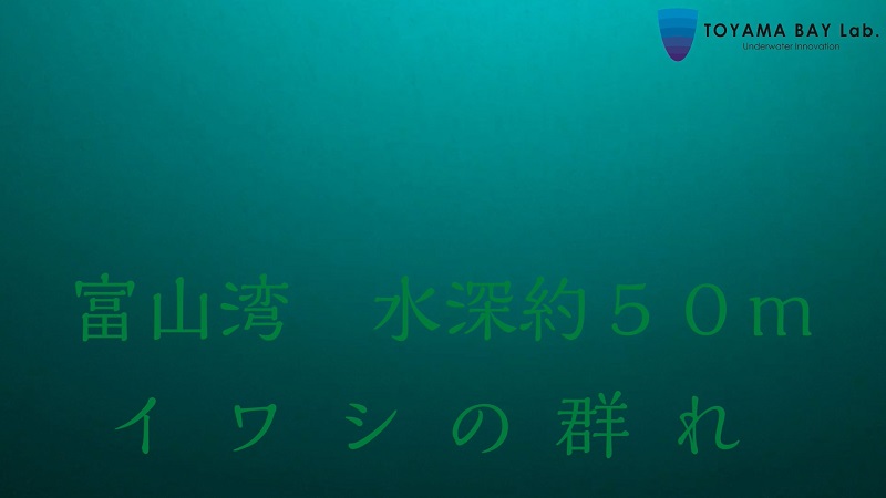 イワシの群れ