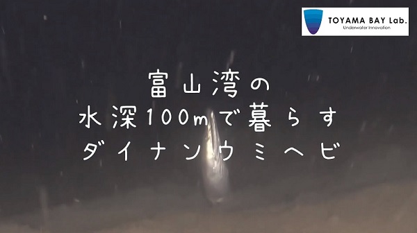 【富山湾の海底】水深１００ｍで撮影したダイナンウミヘビ-YouTube