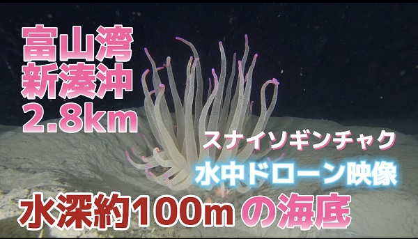 富山湾の海底ショート動画 × YouTube