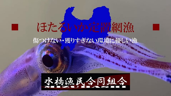 ほたるいか漁 2023　3月1日　本日解禁！×YouTube（海洋エンターテイメント事業部）
