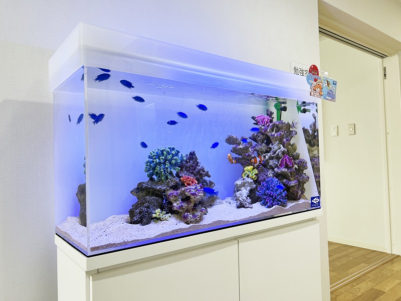 海水魚｜海水魚水槽｜マリンアクアリウム｜水槽｜水槽レンタル｜水槽 