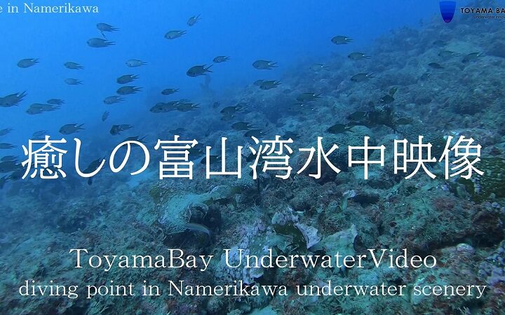 【癒しの海中映像】水中ドローンで潜る富山湾のダイビングポイント　をYouTubeに公開しました