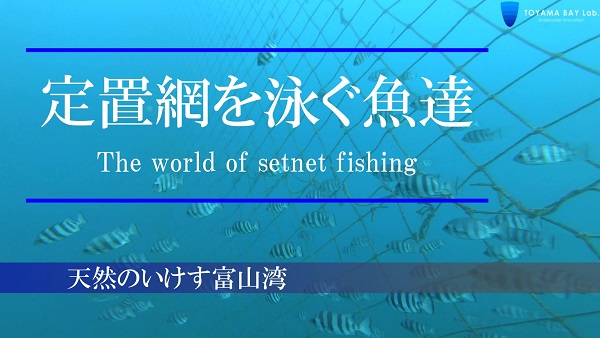 【海中映像】天然のいけす富山湾の定置網を泳ぐ魚達　をYouTubeに公開しました