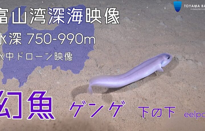 富山湾水深750-990ｍで撮影した【ゲンゲ】の映像をYouTubeにアップしました。