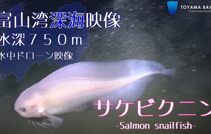 富山湾水深約750ｍで撮影した【サケビクニン】の映像をYouTubeにアップしました。