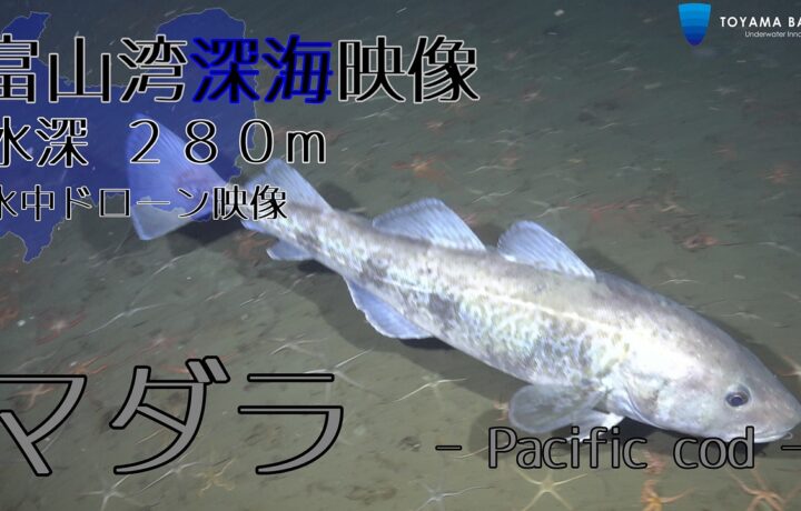 富山湾水深280ｍで撮影した【マダラ】の映像をYouTubeにアップしました。
