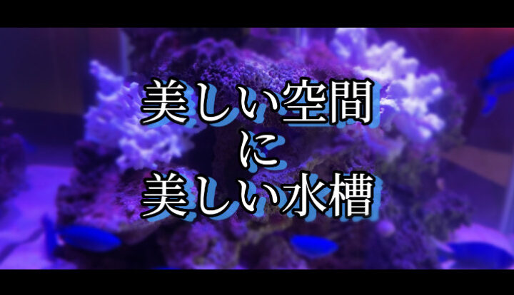 大人の空間に溶け込む美しい水槽