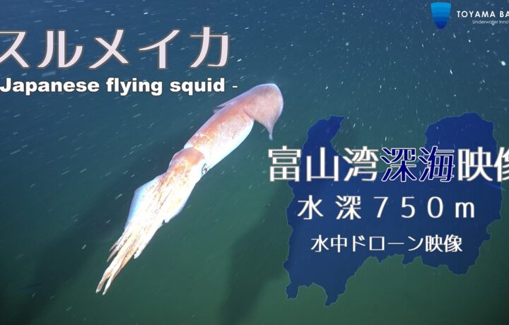 富山湾水深750ｍ【優雅に泳ぐスルメイカ】の深海映像をYouTubeにアップしました。
