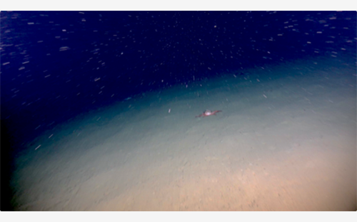 【プレスリリース】富山大学研究チーム　富山湾西部の深海域で能登地震時の乱泥流の痕跡を発見 ― 水深1,000 m