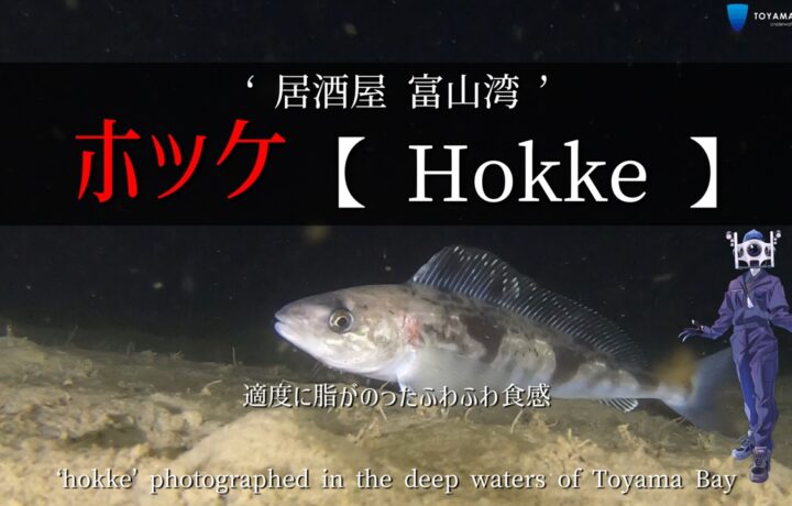 ホッケが泳ぐ富山湾の深海
