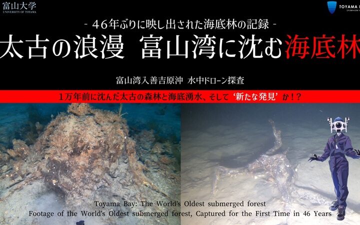 入善海底林