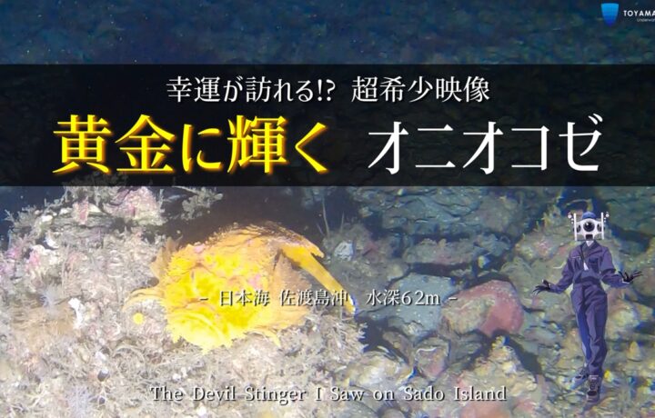 黄金のオニオコゼ